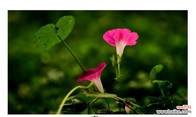 牵牛花的花语有哪些含义？