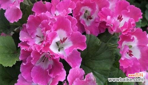 探究天竺葵花语的文化背景及象征意义 《天竺葵的花语及其意义》