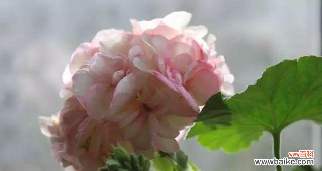 探究天竺葵花语的文化背景及象征意义 《天竺葵的花语及其意义》