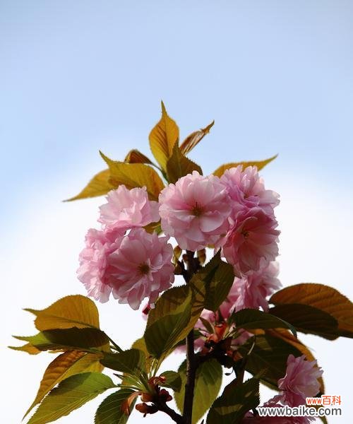 传承经典的美丽与柔情 樱花的花语和寓意