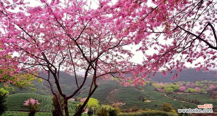 传承经典的美丽与柔情 樱花的花语和寓意