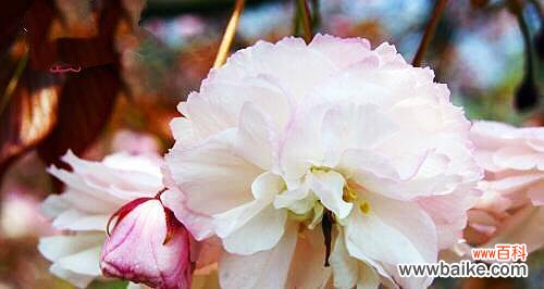 传承经典的美丽与柔情 樱花的花语和寓意