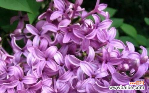 妩媚、忠贞、坚强——解读丁香花的三重象征 丁香花的花语与象征意义