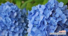 探究蓝色绣球花的历史、文化、传说和花语 蓝色绣球花的传说与花语