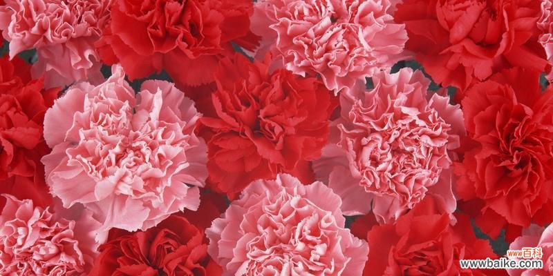 传递爱与祝福的美丽寓言 11朵康乃馨的花语