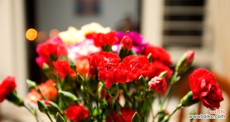 表达爱情与敬意的象征，康乃馨的深刻含义 康乃馨的花语与寓意