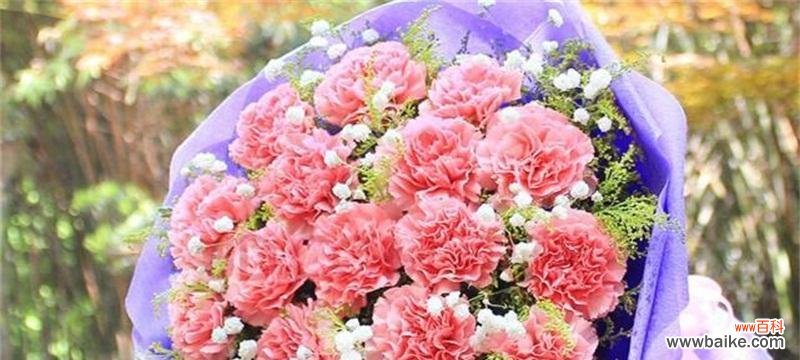 表达爱情与敬意的象征，康乃馨的深刻含义 康乃馨的花语与寓意