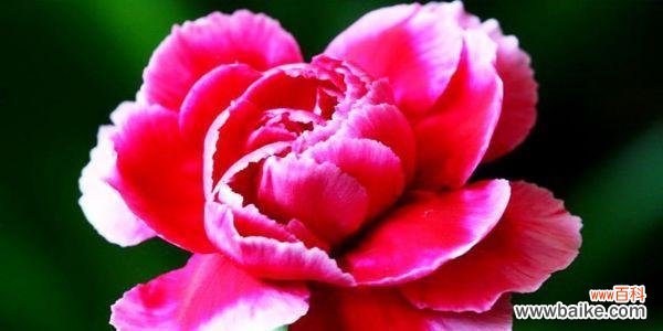 表达爱情与敬意的象征，康乃馨的深刻含义 康乃馨的花语与寓意