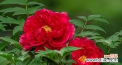 美丽的花朵中隐藏着深刻的寓意 牡丹花的象征意义