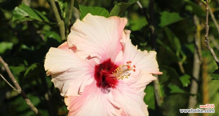 探索木槿花的美丽与深远含义 木槿花的象征意义与寓意