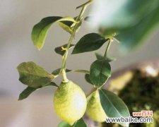 从酸到甘甜 柠檬的象征意义及其重要性