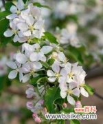 深入探索苹果花所代表的各种寓意与象征意义 苹果花的象征意义及文化内涵