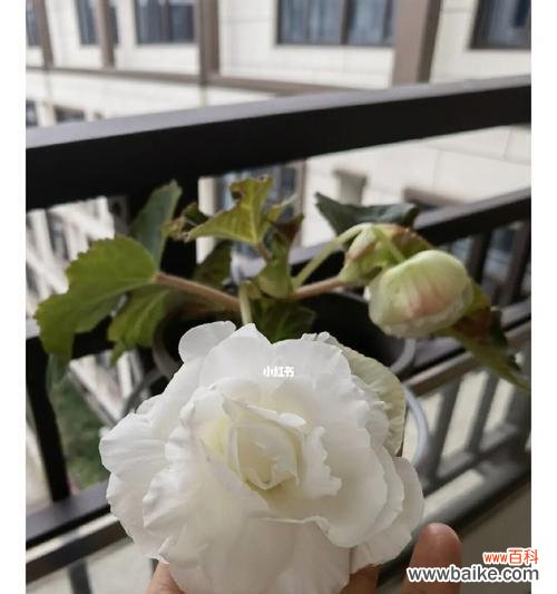 球根海棠花语有哪些含义?