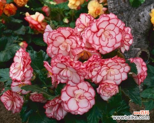 球根海棠花语有哪些含义?