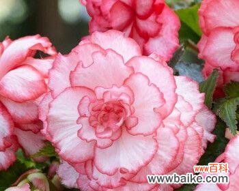 球根海棠花语有哪些含义?