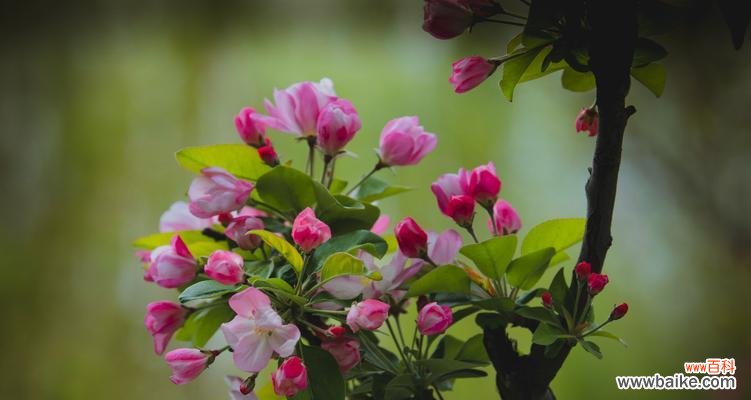 日本海棠花花语是什么?如何用它表达情感?