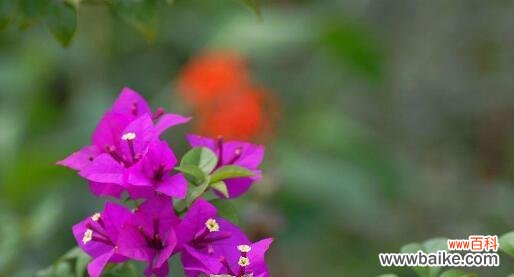 三角梅怎么养？花语含义及养殖注意事项是什么？