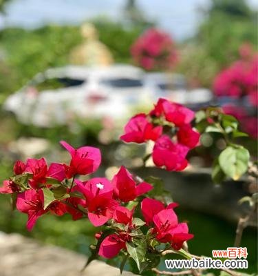 三角梅花语没有真爱是什么意思？如何解读三角梅的花语含义？