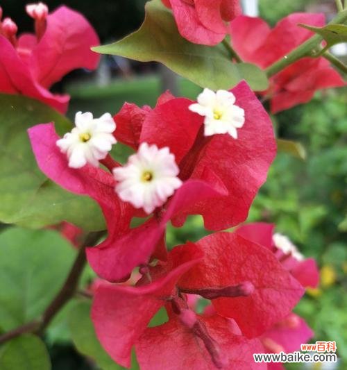 三角梅花语的来历是什么？它代表了哪些含义？