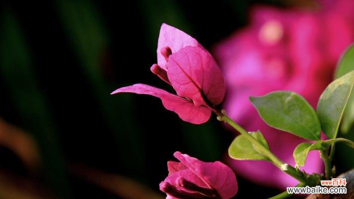 三角梅花语的来历是什么？它代表了哪些含义？