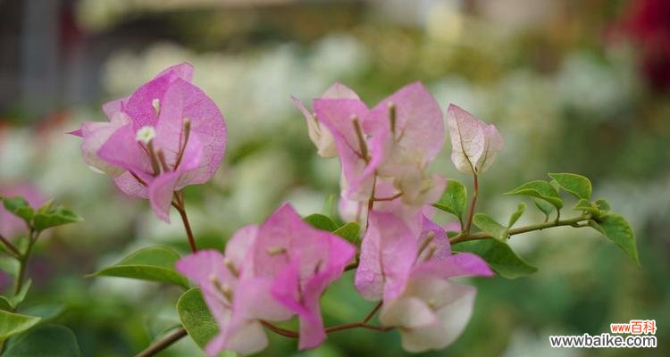 三角梅花语的来历是什么？它代表了哪些含义？