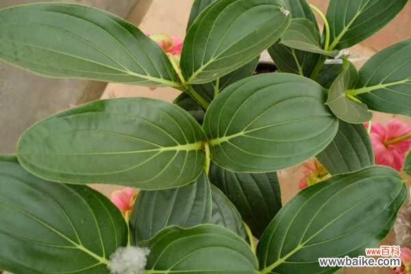 宝莲花的花语和寓意，送人有什么禁忌