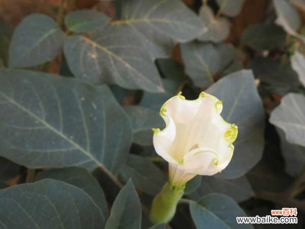 曼陀罗的花语和寓意,有什么传说故事