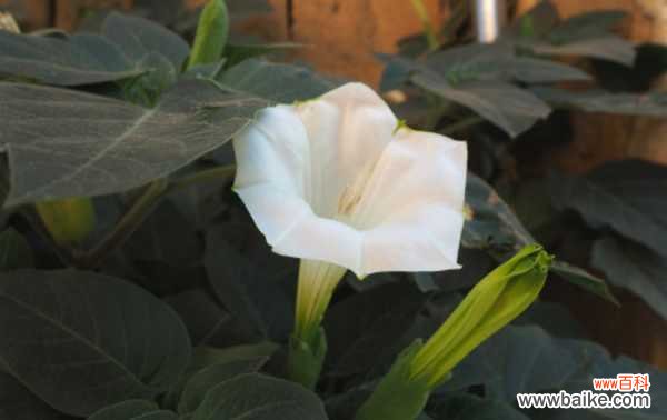 曼陀罗的花语和寓意,有什么传说故事