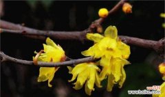 一朵小小花的多重寓意 揭秘腊梅花花语