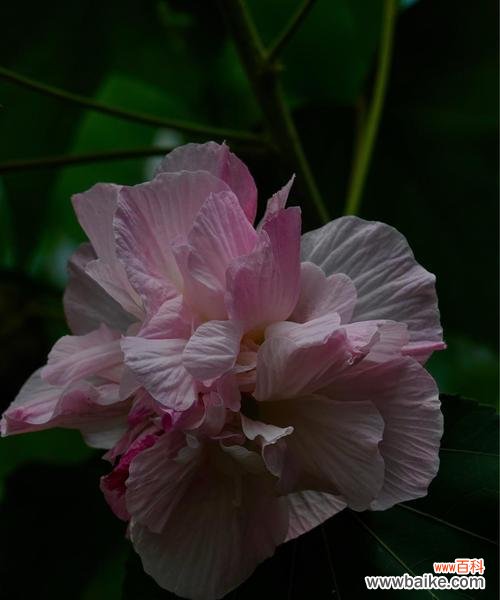 探寻木芙蓉背后的文化内涵 木芙蓉的花语和意义