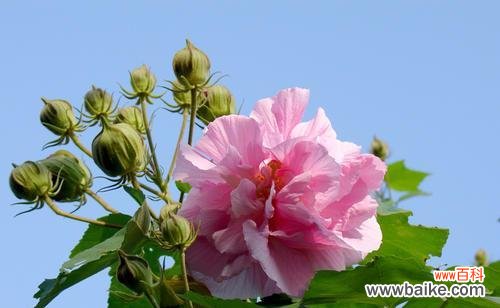 探寻木芙蓉背后的文化内涵 木芙蓉的花语和意义