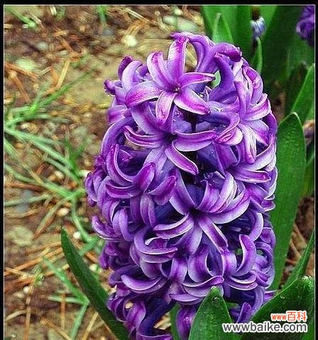 探究紫色风信子的象征意义与文化价值 紫色风信子的花语