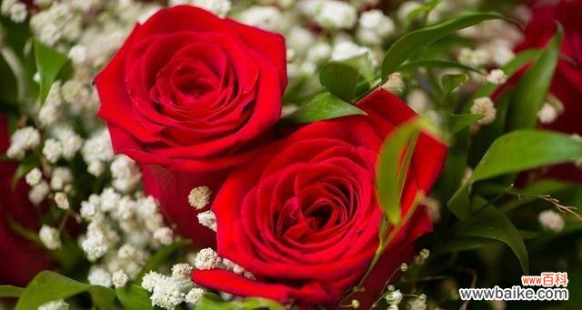 揭开玫瑰花的含义 三朵玫瑰的花语