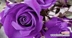 揭开玫瑰花的含义 三朵玫瑰的花语