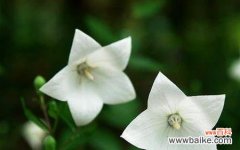 探寻贝壳花的神秘世界 贝壳花的花语及含义