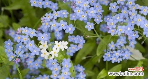 探寻贝壳花的神秘世界 贝壳花的花语及含义