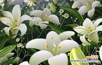 探寻水百合在不同文化中的意义 水百合的花语