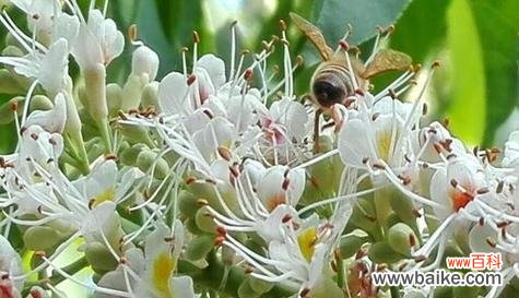 菩提花开 以菩提开花，绽放无尽智慧