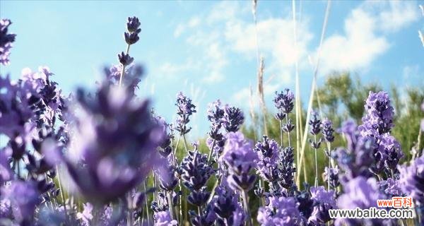 探寻花海中的情感和意义 普罗旺斯的花语——诠释爱与美的花海