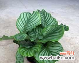 探索青苹果花的寓意与象征 青苹果花的意义和象征