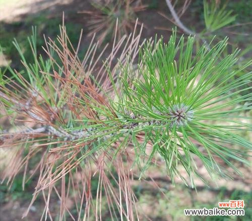 以青松代表的人的品质与价值观 青松