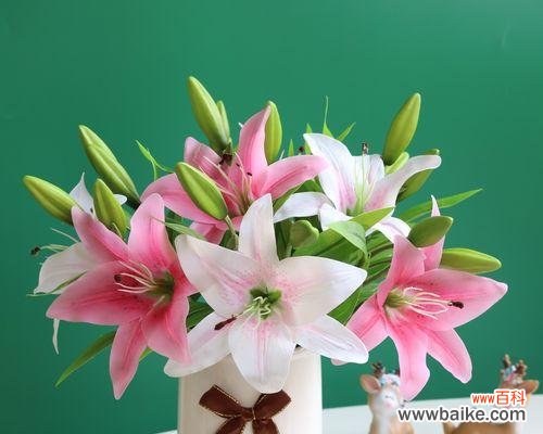 三头百合代表什么含义?如何正确理解三头百合的象征意义?