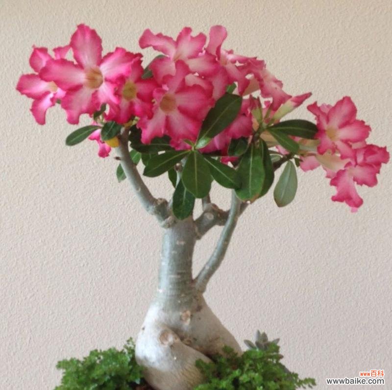 沙漠玫瑰花的花语是什么？沙漠玫瑰花的寓意有哪些？