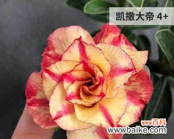 沙漠玫瑰花语是什么？如何正确解读沙漠玫瑰的花语含义？