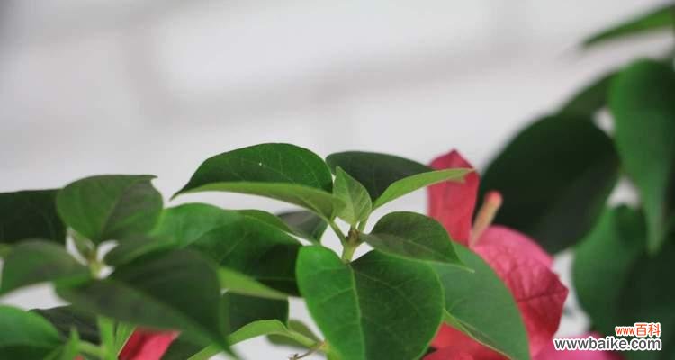 三角梅摘心是什么意思?如何正确进行三角梅摘心操作?