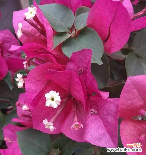 三角梅摘心是什么意思?如何正确进行三角梅摘心操作?