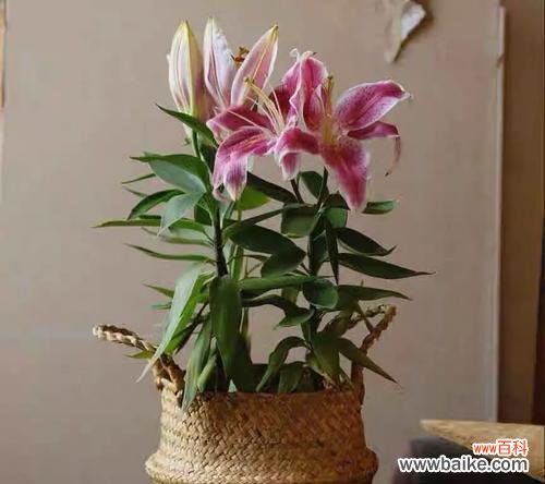 三头百合花语是什么?如何正确解读三头百合的含义?