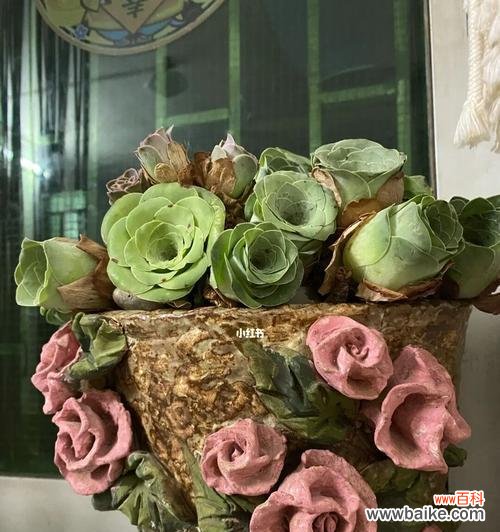 山地玫瑰代表什么含义？如何正确养护山地玫瑰？