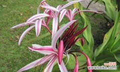 山柳兰的花语有哪些含义？