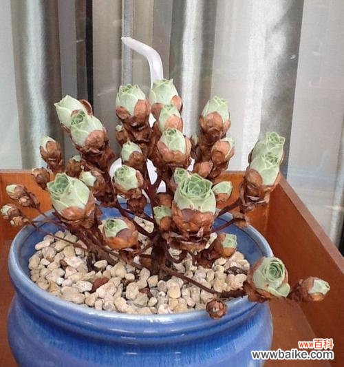 山地玫瑰花语是什么？如何正确解读山地玫瑰的含义？